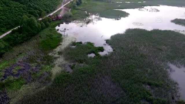 Belediyenin uyarı levhaları Gölyaka'daki kurbağa katliamı nın önüne geçti