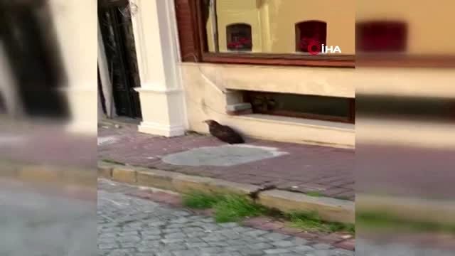 Kargaların saldırdığı şahin otele sığındı