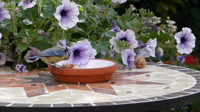 Daily Routine of Wild Birds Life of Parrots, sparrow and Swans Birds Video [ Mahaveer Singh ]