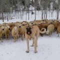 SiVAS KANGAL KOPEGi ve KOYUN GOREVi - KANGAL DOG and MiSSiON SHEEP