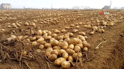 Ödemiş patatesinde hızlı fiyat düşüşü