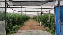 Arılı dölleme ile domates yetiştiriciliğinde Gaziantep'te bir ilk