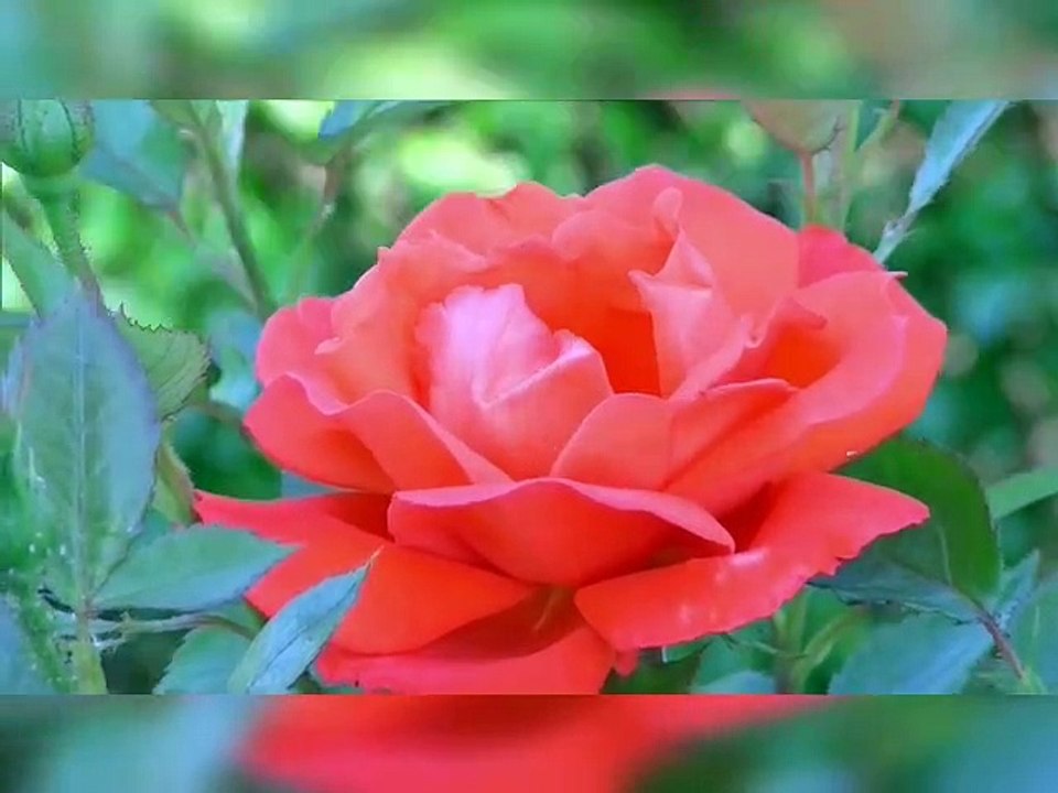 Smiling Nature