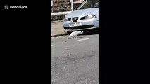 Stomach-churning moment UK seagull tries to swallow a rat WHOLE