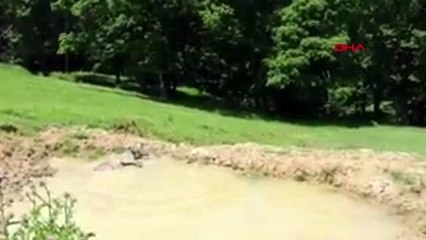 DÜZCE Yaban hayvanları için göletler oluşturuldu