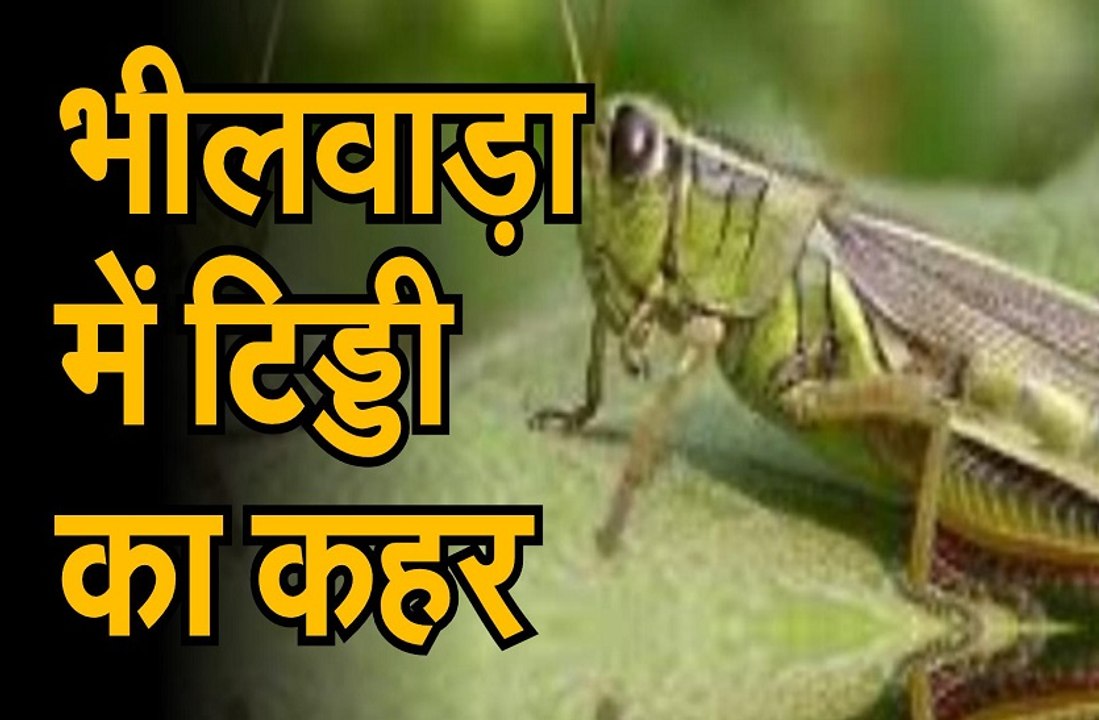 Locust Attack || भीलवाड़ा में टिड्डी का कहर