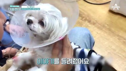 시한부 판정을 받은 반려견 이슈... 어느날 기적이 찾아왔다?!