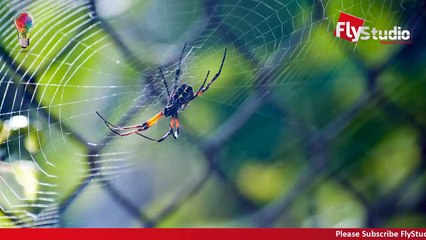 Scientific Research of Spider _ Quran and Modern Science _ Urdu-Hindi _ 2020