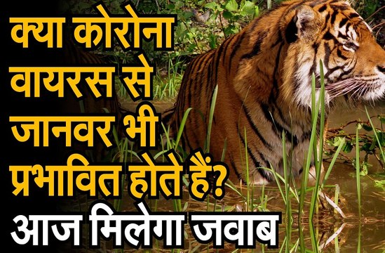 क्या कोरोना वायरस से जानवर भी प्रभावित होते हैं? जानवरों पर आधारित इस डॉक्यूमेंट्री में आज मिलेगा जवाब