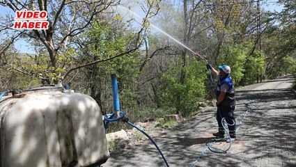 (17 Mayıs 2020) BAŞKAN PALANCIOĞLU: GESİ’DE CEVİZ AĞAÇLARI İLAÇLANDI
