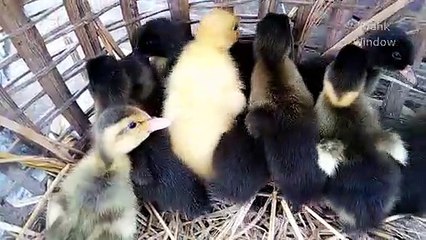 Baby duck scared to see the camera