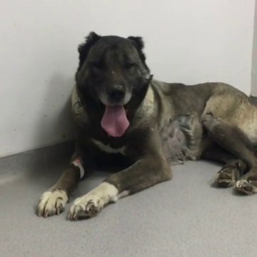 KARABAS KANGAL ODADA BUNLATIDA - BLACK HEAD KANGAL SHEHERD DOG