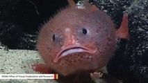 These Underwater Creatures Look Like Cartoons