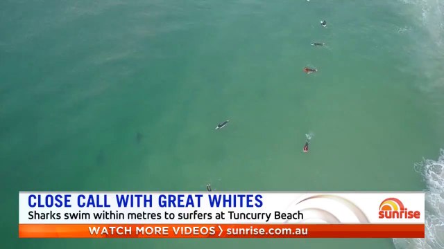 Des grands requins poursuivent trois surfeurs... la scène très impressionnante ! (vidéo)