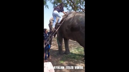 ആനപ്പുറത്ത്‌ സഫാരി നടത്താൻ ഇറങ്ങിയ സുന്ദരി