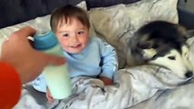 Husky Refuses To Get Out Of Babies Bed Then Falls Asleep Cuddling Him!! [CUTEST VIDEO EVER!]
