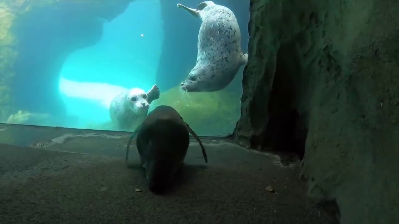 Un pingouin découvre ses nouvelles voisines les otaries