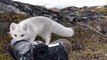 Ce petit renardeau polaire est très curieux