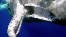 Un plongeur vient en aide à une baleine qui a un hameçon coincé dans la bouche