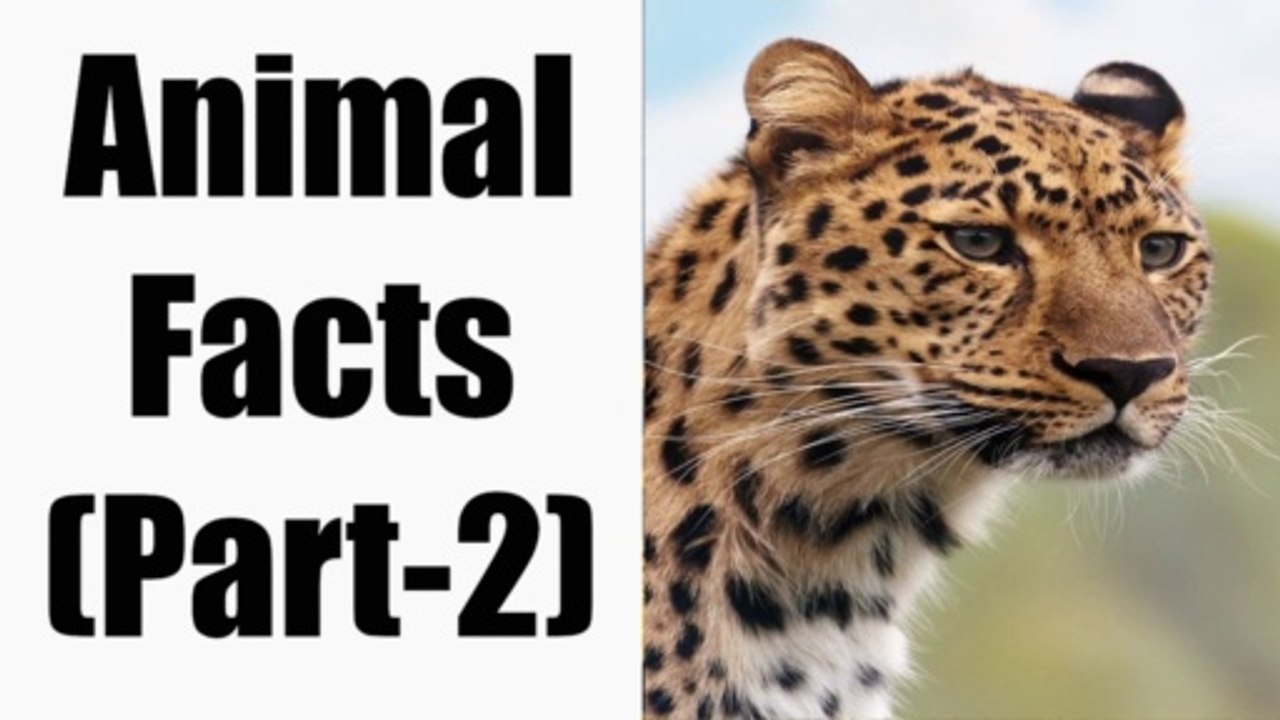 Animal Facts (Part-2)