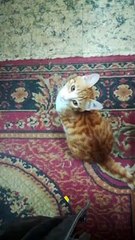 Kitty Night Jumps With Owner