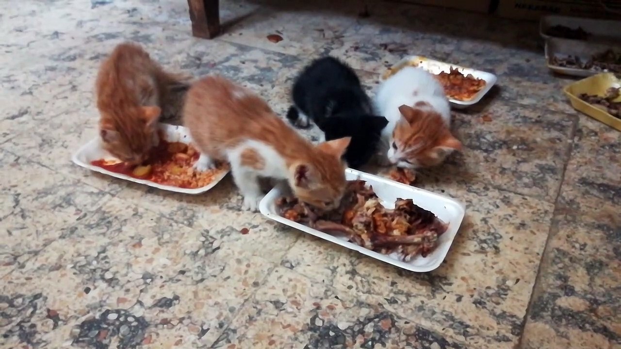 Quadro Kittens Food Contest