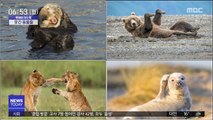[이슈톡] '코미디 야생 사진상' 작품 공개