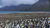 Go Inside an Antarctic 'City' of 400,000 King Penguins — Ep. 4 _ Wildlife_ Resurrection Island [r1_8rRDHtQ8]