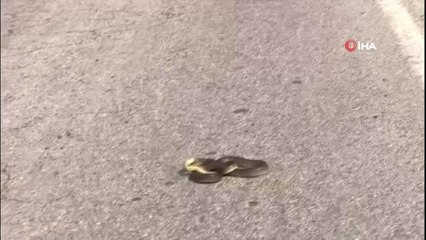 Yola atlayıp can çekişen Kırbaç Yılanı kamerada