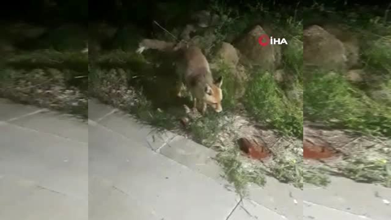 İftar sofrasına gelen tilkiyi beslediler