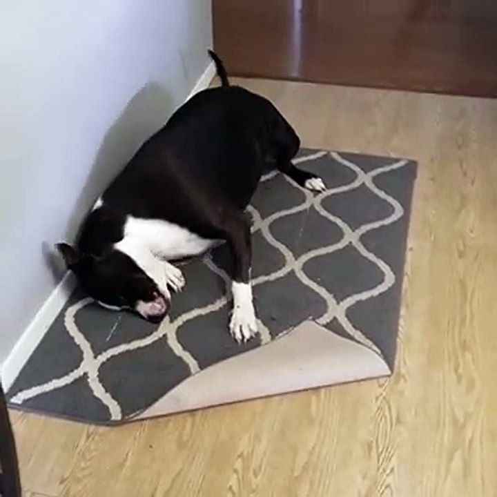 Just wipe your dirty,  handsome, pitbull face on the carpet