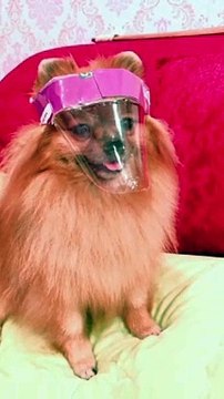Pomeranian puppy wears homemade pink Covid-19 face mask
