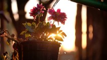 Watering a flower pot with pink flowers at a sunset that dazzles the camera.