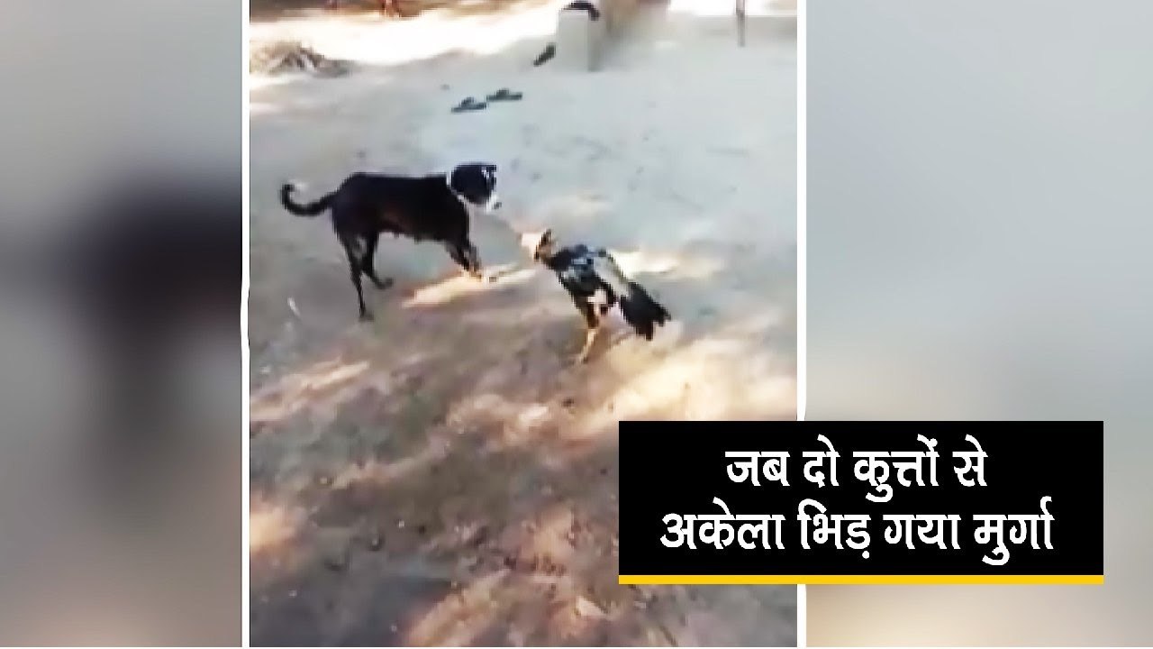 Cock-Dogs Fighting Video जब दो कुत्तों से अकेला भिड़ गया मुर्गा, देखें लड़ाई में किसकी हुई जीत