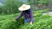 RİZE 20 bin çay üreticisinin geleceği Rize'de, tedbirler üst seviyede