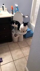 Ces 2 chats vont aux toilettes comme des humains et en même temps !