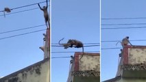 Viral Video : Baby Monkey Rescued by Mother As It Crosses Cable Wire