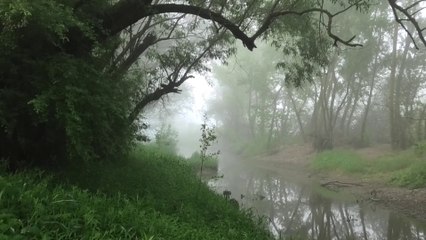 Misty Morning Impressions