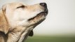 ¿Podrían los perros detectar el coronavirus?