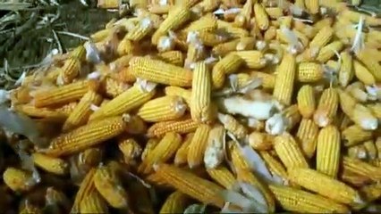 Wendou Bosséabé : Du maïs en pleine saison sèche... les éleveurs se bousculent