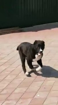 KARA ve BEYAZ ALABAY COBAN KOPEGi YAVRULARI - BLACK WHiTE ALABAi PUPPiES