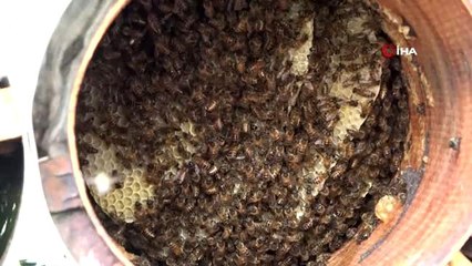 Bal üretiminde 'korona' hamlesi