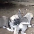 ANADOLU COBAN KOPEK YAVRULARI YENi GUNE MERHABA - ANATOLiAN SHEPHERD DOG PUPPiES