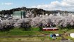 Beautiful drone footage of cherry blossom trees in Fukui, Japan