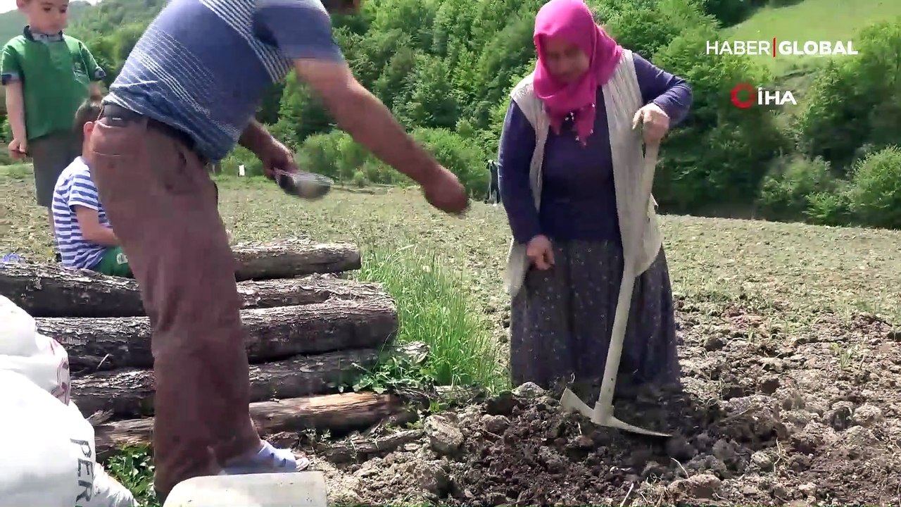 Türkiye'de sadece Samsun'da yetişiyor, pazara inmeden tarlada satılıyor