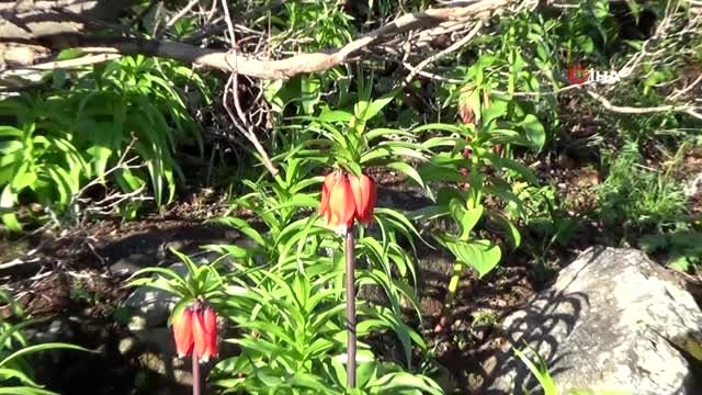 Şırnak'ta ters laleler çiçek açtı, belediye başkanı koparılmaması konusunda vatandaşları uyardı