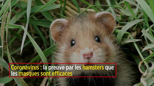 Coronavirus : la preuve par les hamsters que les masques sont efficaces