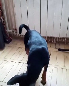 Köpeğin komik halleri görenleri gülümsetti