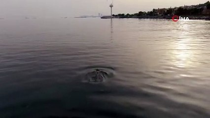 Boğazın tadını çıkaran yunuslar drone ile görüntülendi