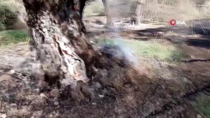 - KKTC'deki yangında 800 yıllık zeytin ağaçları yandı